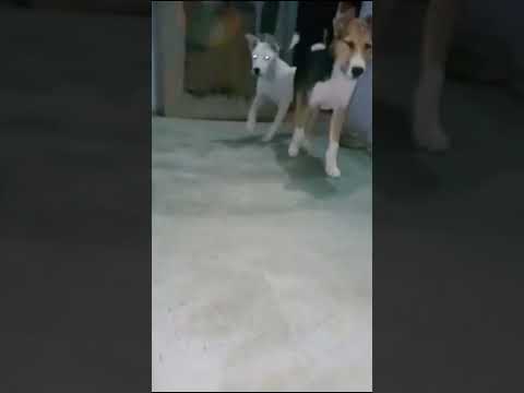 Desi Dog Shutter Song Entry 😈