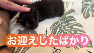 【子猫】お迎えしたばかりのジジ、ウトウト眠る姿が可愛すぎる🐈💕