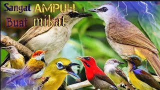 Download lagu 🕊️ Suara Pikat Trucukan Ampuh Kombinasi Burucil Anti Zonk! mp3 Download lagu 🕊️ Suara Pikat Trucukan Ampuh Kombinasi Burucil Anti Zonk! mp3