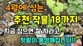 4월에 봄에 심으면 후회없는 추천 작물 18가지 이렇게 심으면 잘자라고 씨앗,모종,종구 다양합니다. #4월에…
