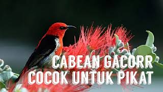 Download lagu Suara pikat burung Kemade ribut , 100% ampuh untuk mikat dan masteran mp3 Download lagu Suara pikat burung Kemade ribut , 100% ampuh untuk mikat dan masteran mp3