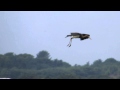 Black Stork In Flight Strathbeg 17 8 2015