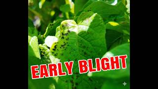 I Found Early Blight On My Potatoes — Here's What I'm Doing About It