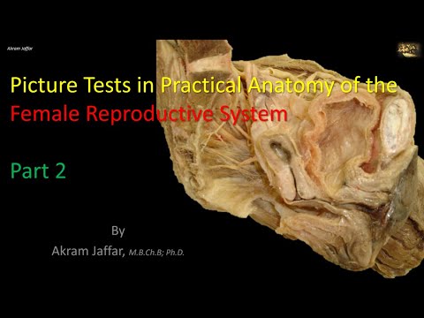 Anatomie des weiblichen Fortpflanzungssystems 2