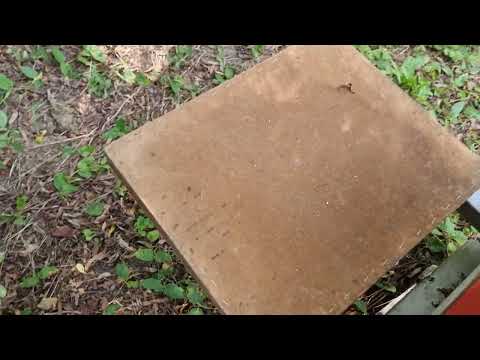 PRAVITE VELIKE GREŠKE KADA UZIMLJAVATE PČELE . 16.09.2023