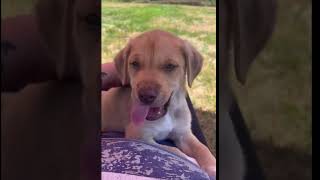 Video preview image #1 Labrador Retriever-Unknown Mix Puppy For Sale in Holly Springs, NC, USA