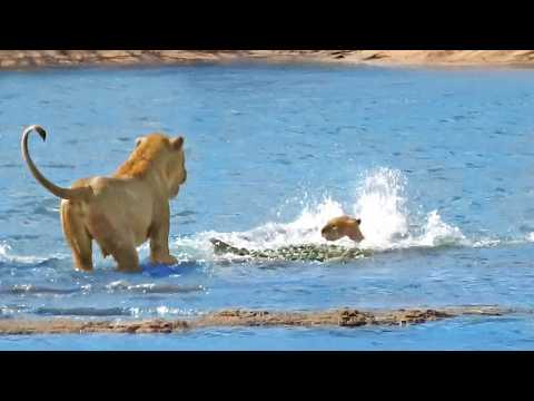 Crocodile Ambushes Lion Cubs in front of Mother