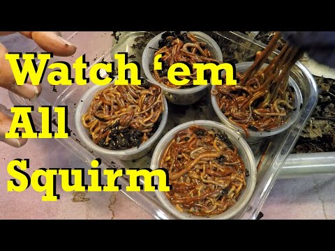 Collection of recruit worms for time-lapse bin launch - vermicomposting