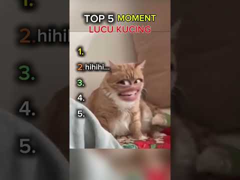 Top 5 funny cat moments #rankingshorts #topfunnymoments #shortvideo #top5cats #kucinglucu #catcore #