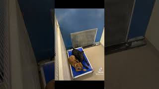 #VBSPCA