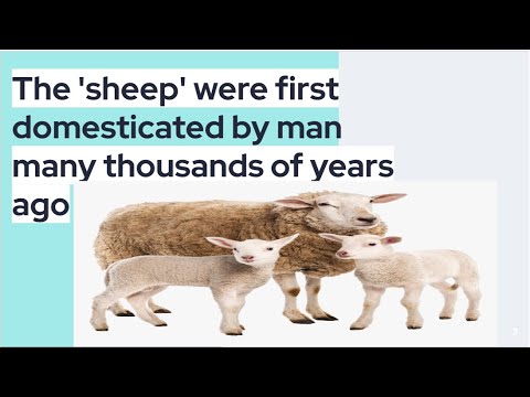Sheep were first domesticated by man many thousands of years ago