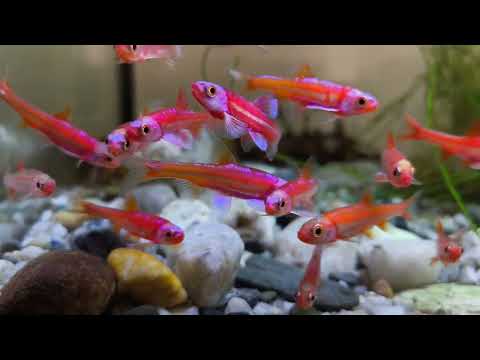 Vytvořme rybkám lepší domov!