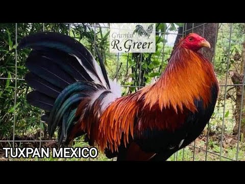 Albany Yellow Leg Hatch Sweater Kelso Blueface Beautiful Birds Granja R. Greer Tuxpan Mexico