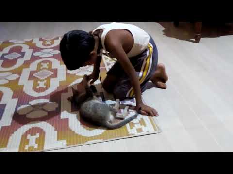 Praneet play with Cat