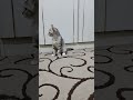 Use This Sound To Call Your Cat