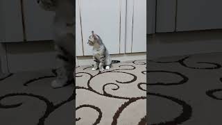 use this sound to call your cat 🐈