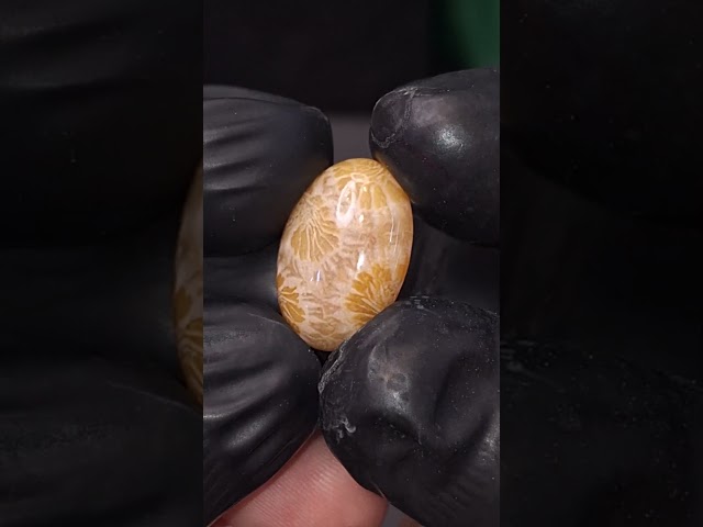 حجر فوسيل احفوري طبيعي