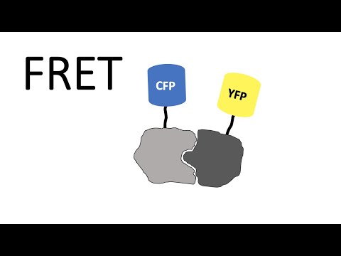 FRET - Förster Resonance Energy Transfer