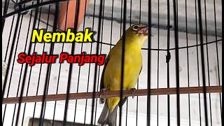 Download lagu Masteran Pleci Nembak Wit Wit Wit Speed mp3 Download lagu Masteran Pleci Nembak Wit Wit Wit Speed mp3