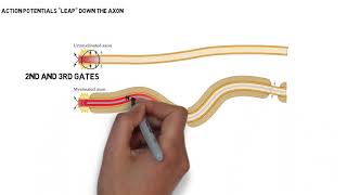 Saltatory Conduction