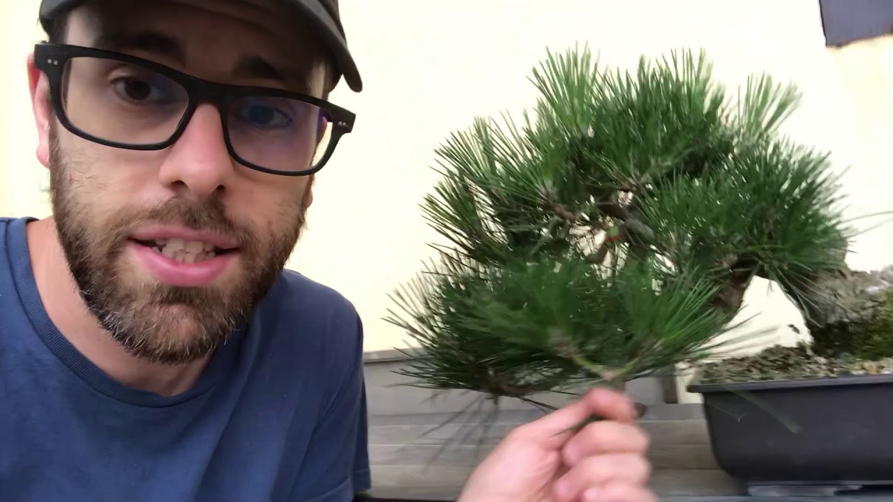 QUANDO PULIRE GLI AGHI VECCHI DEL PINO, DIFFERENZA RINVASO E FALSO RINVASO