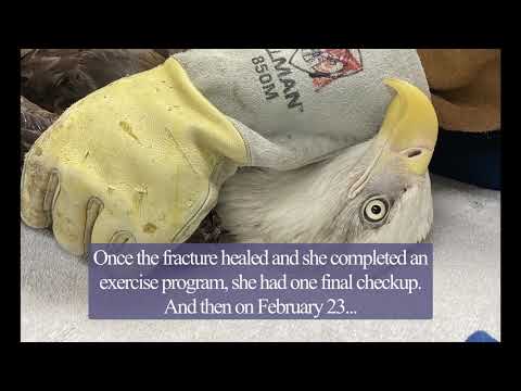 Release of bald eagle patient #20-744, February 23, 2021