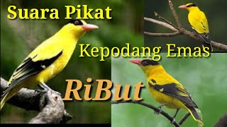 Download lagu Suara Pikat Burung Kepodang Emas /// Ampuh mp3