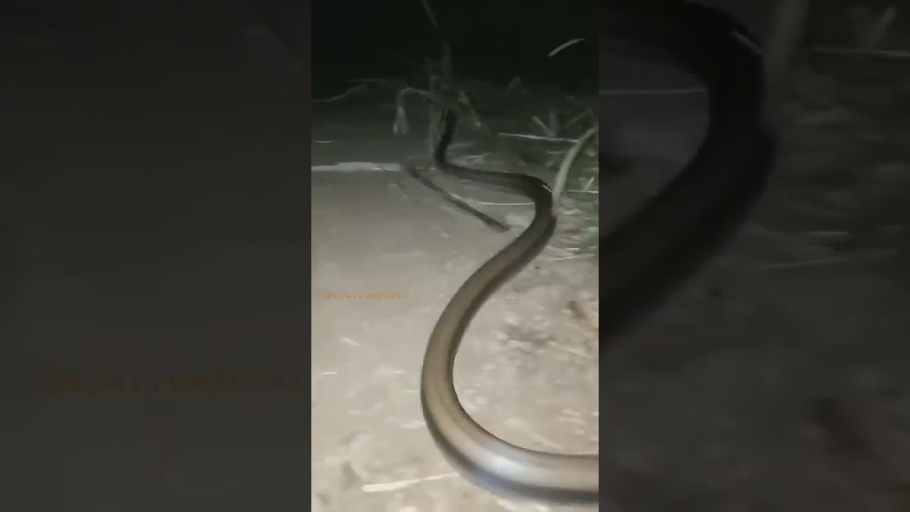 #Jahrile sap kobara#funny#chandan kumar#🤗🤨😵🧐