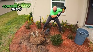 How To Dig Out A Crepe Myrtle And Root Ball Stump Removal