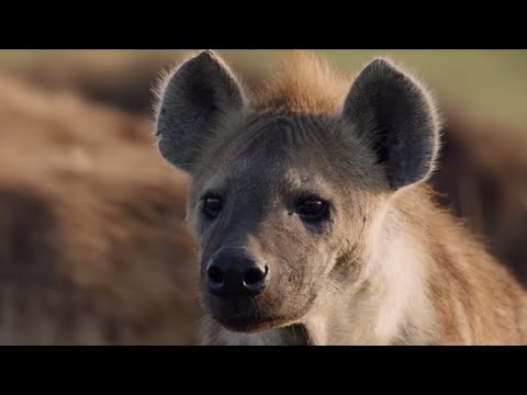 Lion Attacked by Pack of Hyenas | Dynasties | BBC Earth