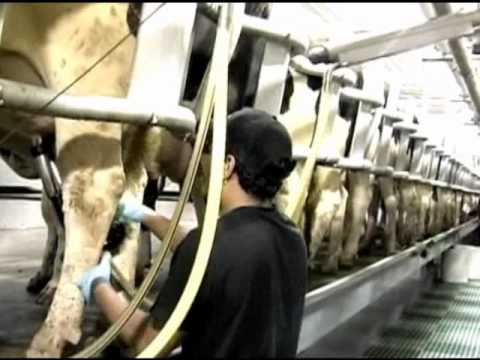 GEA Farm Technologies - SwingOver Milking Parlor System