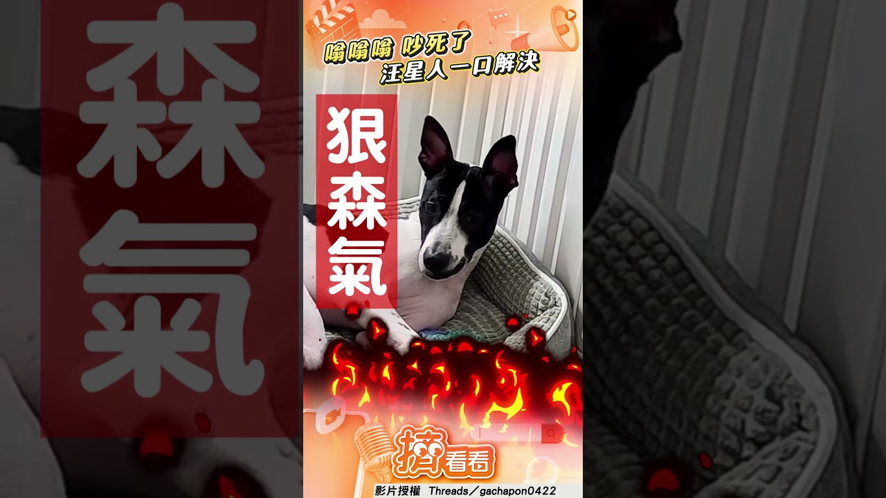 影音/汪星人睡覺被蚊子吵醒 超氣一口咬下笑翻網