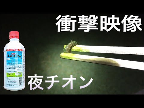 芝生の穴 – その後ろにいるのは誰ですか? トピックス