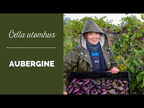 , title : 'Odla aubergine (äggplanta) utomhus i Sverige'