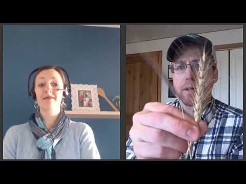 Einkorn Wheat vs. Modern Wheat from a Farmer Growing Einkorn