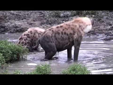Djuma dam cam & safarilive - hyenas & thamba