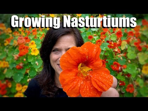 download lagu mp3 mp4 What To Do With Nasturtiums, download lagu What To Do With Nasturtiums gratis, unduh video klip What To Do With Nasturtiums