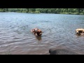Barney Shogi And Layla At Turkey Hill Pond