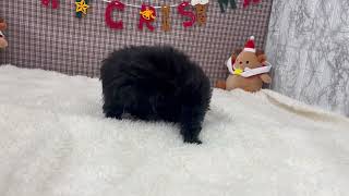 ハーフ犬の動画01