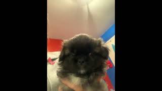 Pekingese Puppies Videos