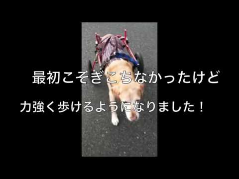 ラブラドールの藤助くん　犬用車椅子に挑戦