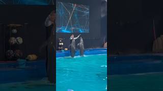 Download lagu Lumba Lumba lucu 😍 #dolphin #shorts #youtubeshort mp3