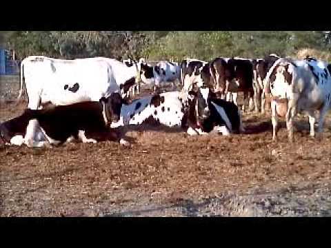 Rumination: Cud chewing behaviour in cattle and sheep