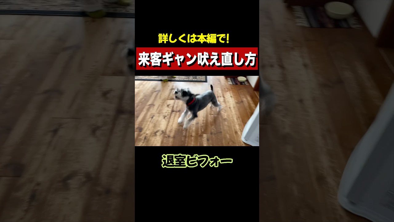 来客吠えは視界を遮るとおりこうになります🌟 #犬のいる暮らし