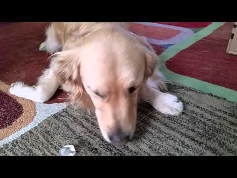 Anteprima Video Cane che ama mangiare cubetti di ghiaccio