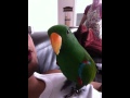 Parrot says F*#K YOU !