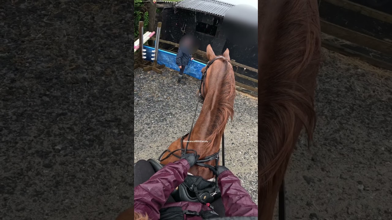 My horse still hates blue 😭🤣 #horse #horseriding #equestrian #shorts #blue #gopro #equine