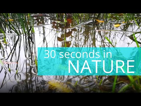 30 seconds of gentle rain and birds relaxing nature