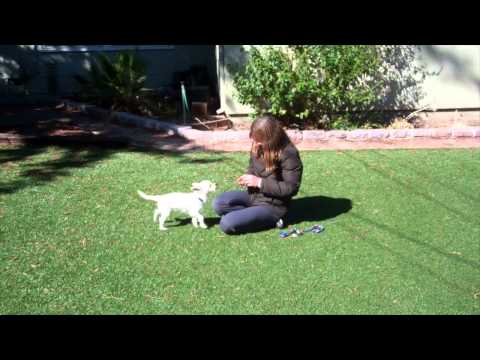 Brito - Flashback!  Week 1