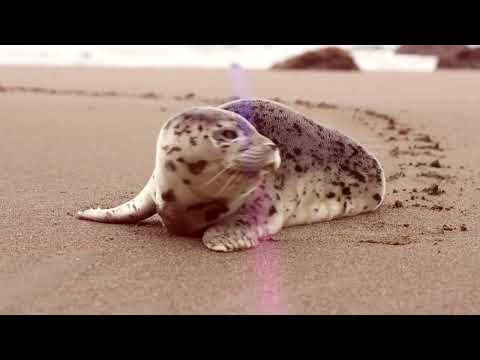 Decred Price Prediction 2023, 2025, 2030   How high will DCR go